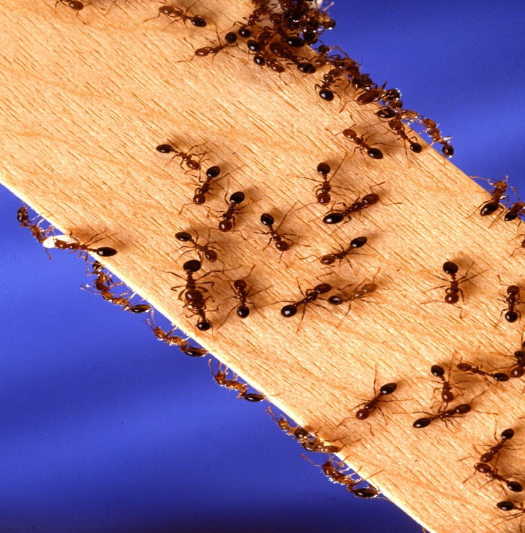 ants destroy wood